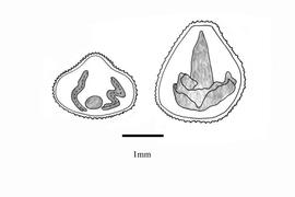   Embryo:   Convolvulus tricolor ; Illustration by K. Parker, Kirkbride et al. (2006)
